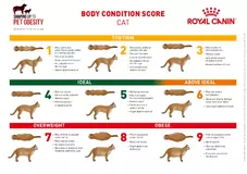 clent-hills-vets-royal-canin-body-condition-score-cat.webp