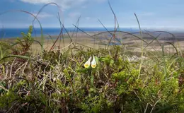 david-gifford-shetlandorg-flora-and-fauna-14.0x620.webp