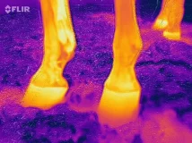 FLIR_31.webp