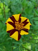 20230830 1m Tagetes 1a blomma.webp