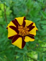 20230830 1m Tagetes 1a blomma.jpg