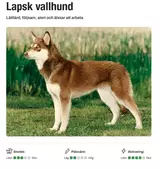 lapskvallhund.webp