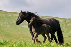 Fell-Pony-Breed-Profile.jpg