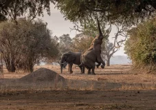 Mana Pools06.webp