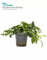 Anubias_nana_Paxing.webp