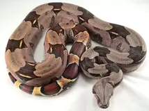 guyana redtail boa female 2.webp