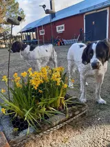 Drentsäkrade blommor.webp