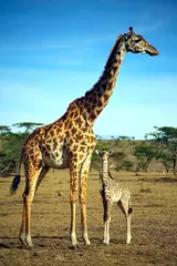 The-African-Safari-Company-giraff-med-unge-på-savannen.webp