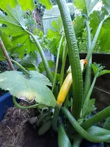 Gul squash.webp