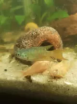 albinos corys och paradisfisk.webp