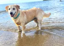 golden-retriever-corgi-mixed-dog-breed-pictures-1.webp