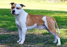 302-american-staffordshire-terrier.webp