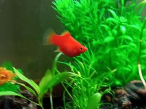 korallplaty.jpg