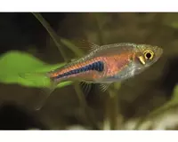 drottning rasbora.webp