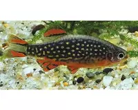 galaxy rasbora.webp