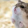 hamstermic